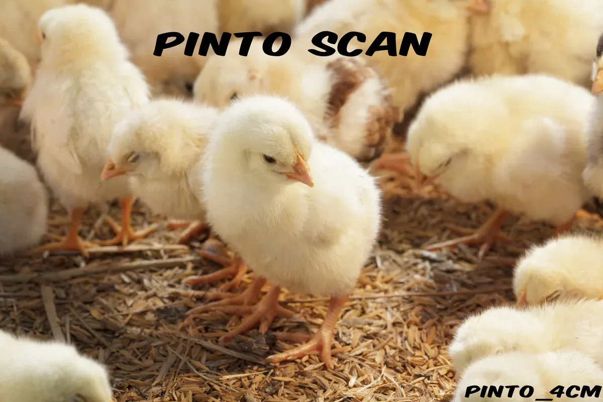 Página 2