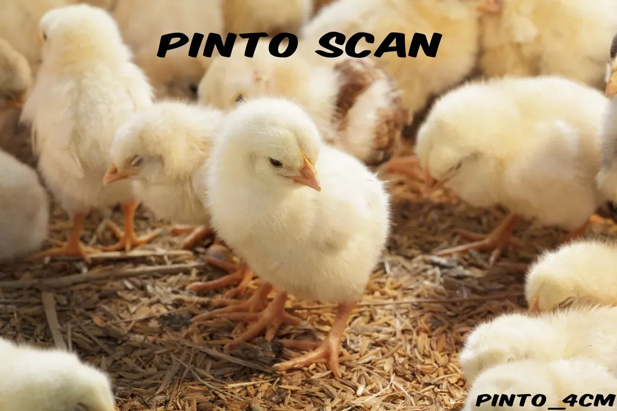 Página 2